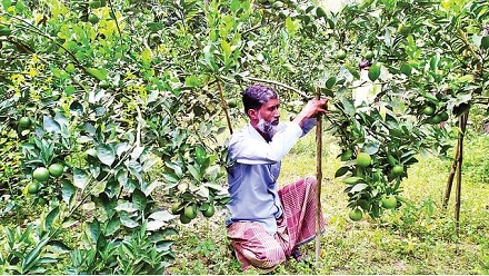 লাভজনক হয়ে উঠছে, বিদেশী ফল মাল্টার চাষ