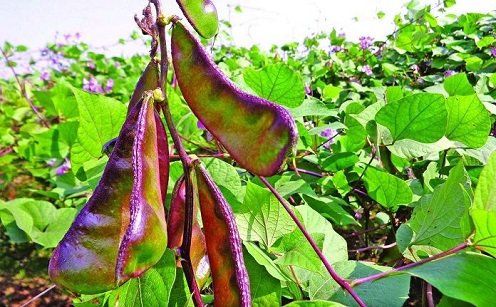 রূপবান শিম ফলন ভালো, দাম বেশি, কৃষকের হাসি