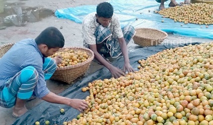 মধ্যপ্রাচ্যের বিভিন্ন দেশে যাচ্ছে লক্ষ্মীপুরের সুপারি