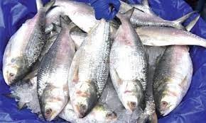 অতীতের সব রেকর্ড ভেঙ্গে ৫১.৭ শতাংশ ডিম ছেড়েছে মা ইলিশ