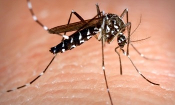 ডেঙ্গু আক্রান্তের রেকর্ড দিল্লিতে