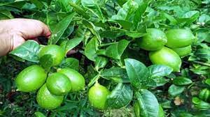 দেশ জয় করে ফুলবাড়িয়ার লেবু এখন ইংল্যান্ড, ফ্রান্স, সুইজারল্যান্ড, ইতালিতে