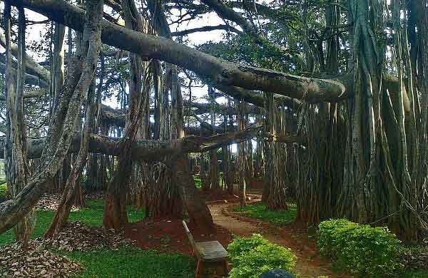 শেখ ফাহমিদা নাজনীন এর কবিতা ‘কত পথ পড়ে আছে’