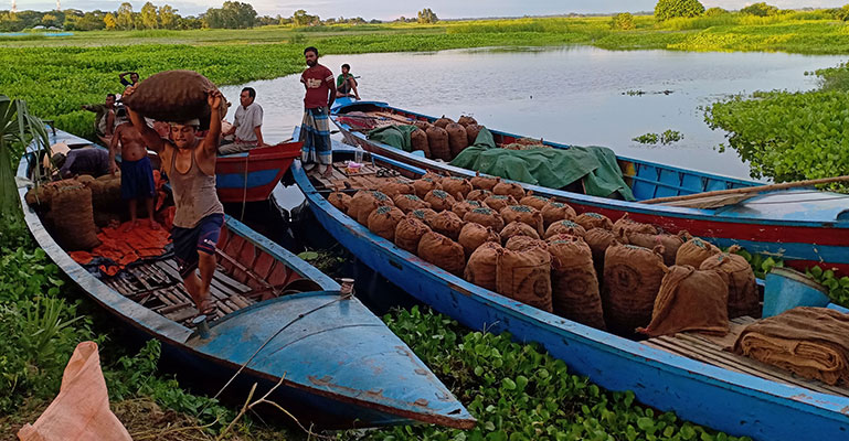 গোপালঞ্জে চলছে অবাধে শামুক নিধনের মহোৎসব