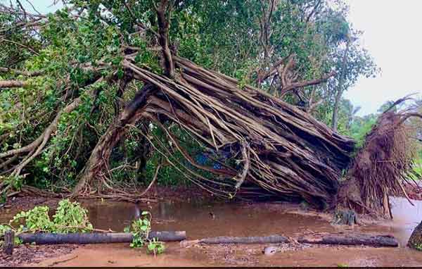 শেখ ফাহমিদা নাজনীন এর কবিতা ‘পরাভূত বিশালদেহী’