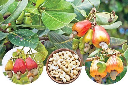 ‘তাম’ নতুন স্বপ্ন দেখাচ্ছে পাহাড়ে