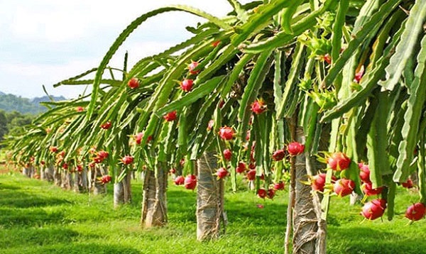 উচ্চশিক্ষিত ছয় তরুণের দৃষ্টিনন্দন ড্রাগন বাগানে স্বপ্ন দেখেন অন্যরাও