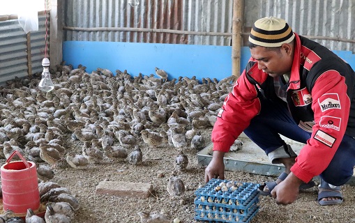 ঠাকুরগাঁওয়ের জাহিদুলের ভাগ্যে পরিবর্তন এনেছে কোয়েল পাখি