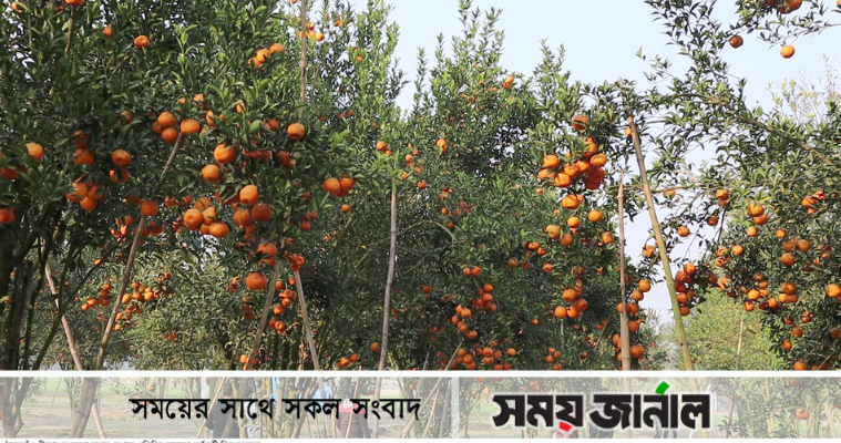 ঠাকুরগাঁওয়ে দার্জিলিং কমলা চাষ করে লাভবান জুয়েল