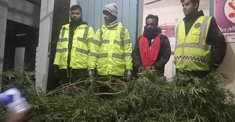 রৌমারীতে বাড়ির আঙিনায় গাঁজা চাষ, চাষী গ্রেফতার