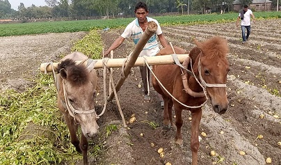 ঘোড়া দিয়ে জমি চাষ, বাড়তি উর্পাজনে স্বচ্ছল কৃষক দম্পত্তি