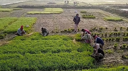 কুড়িগ্রামে দেশের সর্বনিম্ন তাপমাত্রা, দুর্ভোগে মানুষ