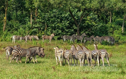 সাফারি পার্কে ফের জেব্রার মৃত্যু