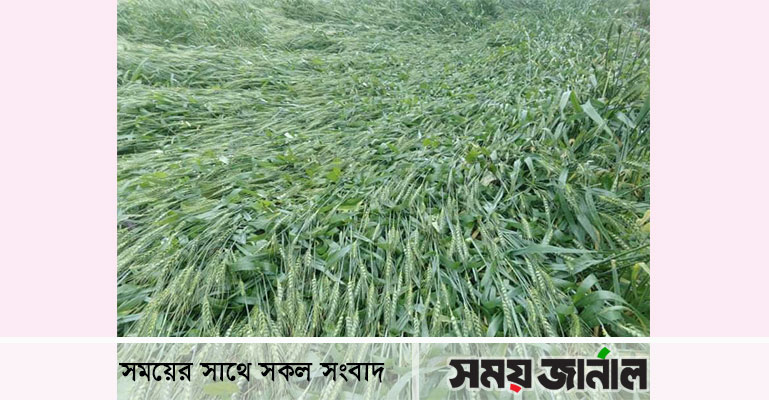 ঠাকুরগাঁওয়ে বৃষ্টি ও বাতাসে ফসলের ক্ষতি