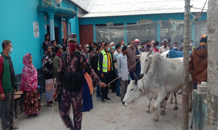 খামার থেকে ২৮ টি গরু নিয়ে গেল বিজিবি, মালিকানা যাচাইয়ের নির্দেশ আদালতের