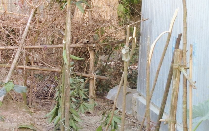 ফরিদপুরে প্রতিবন্ধীর গাছের সঙ্গে শত্রুতা