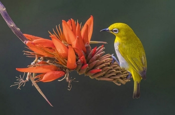 আজ বসন্ত ও বিশ্ব ভালোবাসা দিবস