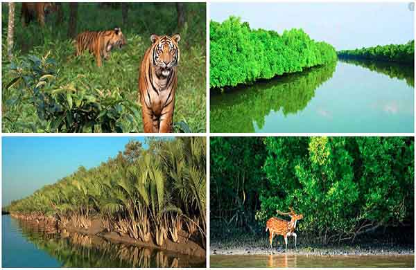 ২১তম সুন্দরবন দিবস আজ