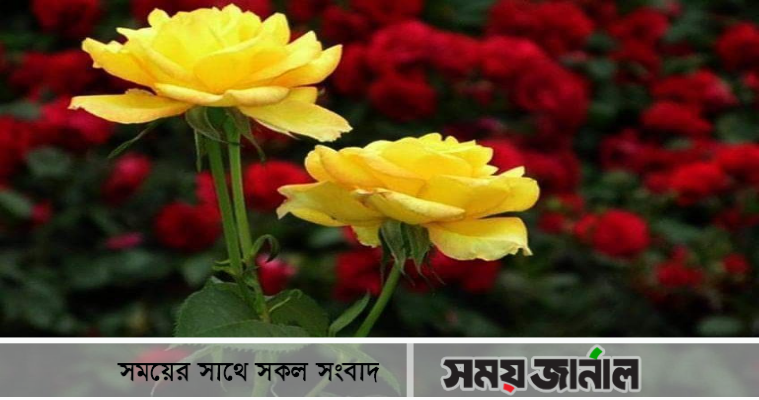 ঠাকুরগাঁওয়ে বাণিজ্যিকভাবে ফুলের চাষে লাভবান চাষীরা