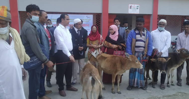 মোড়েলগঞ্জে জেলেদের মাঝে বাছুর বিতরণ