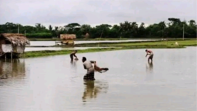 মোংলায় ছাত্রলীগ নেতার মাছের ঘের লুট