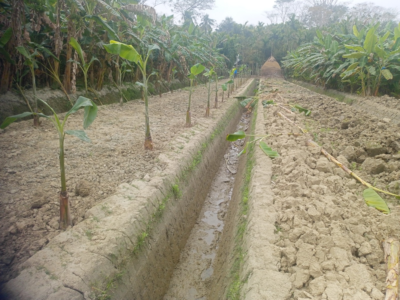 পূর্বশত্রুতার জের: মোরেলগঞ্জে ২০০ কলাগাছ  উপড়ে ফেলেছে দুর্বৃত্তরা