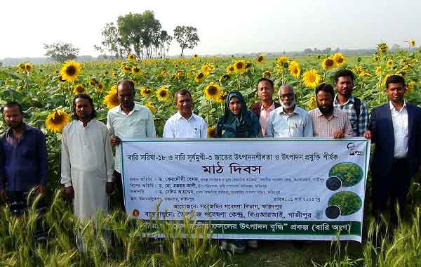 ফরিদপুরে উচ্চ-ফলনশীল বারি সুর্যমূখী-২ জাতের চাষাবাদে মাঠ দিবস