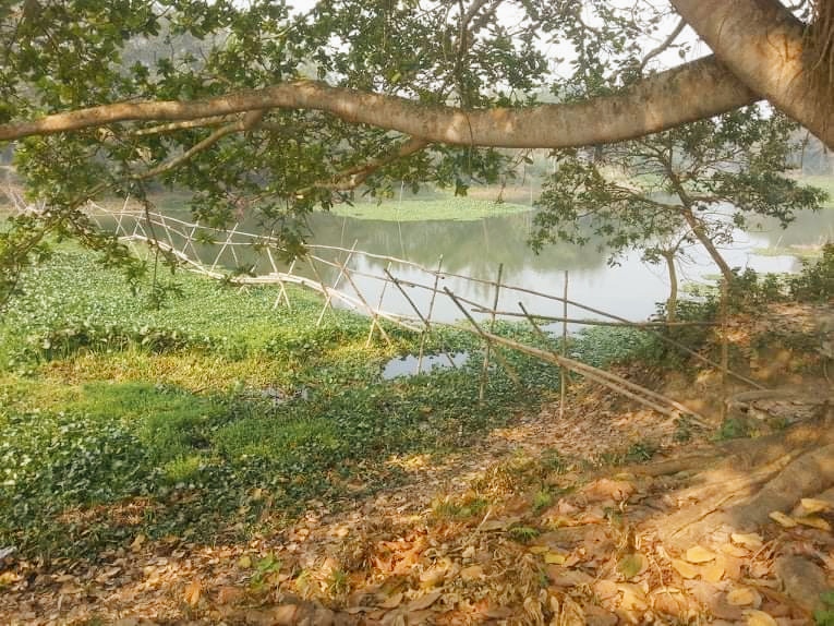 ফরিদপুরে বাঁশের ভাঙাচোরা সাঁকোই ভরসা সাত গ্রামের মানুষের