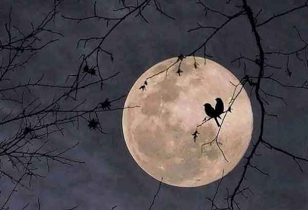 শেখ ফাহমিদা নাজনীন এর কবিতা ‘যদি আবার দেখা হয়’