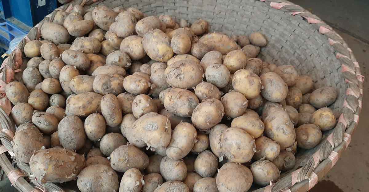 এবার বেড়েছে আলুর দাম