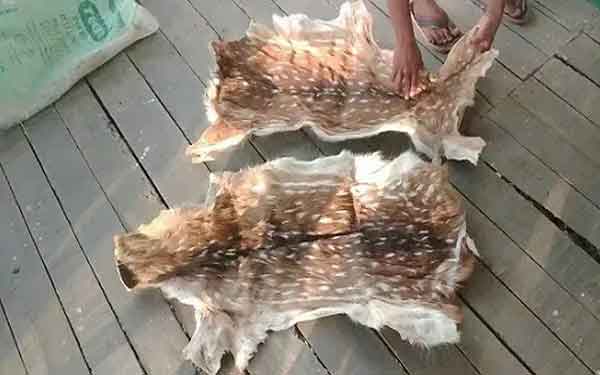 শরণখোলায় ২টি হরিনের চামড়া উদ্ধার