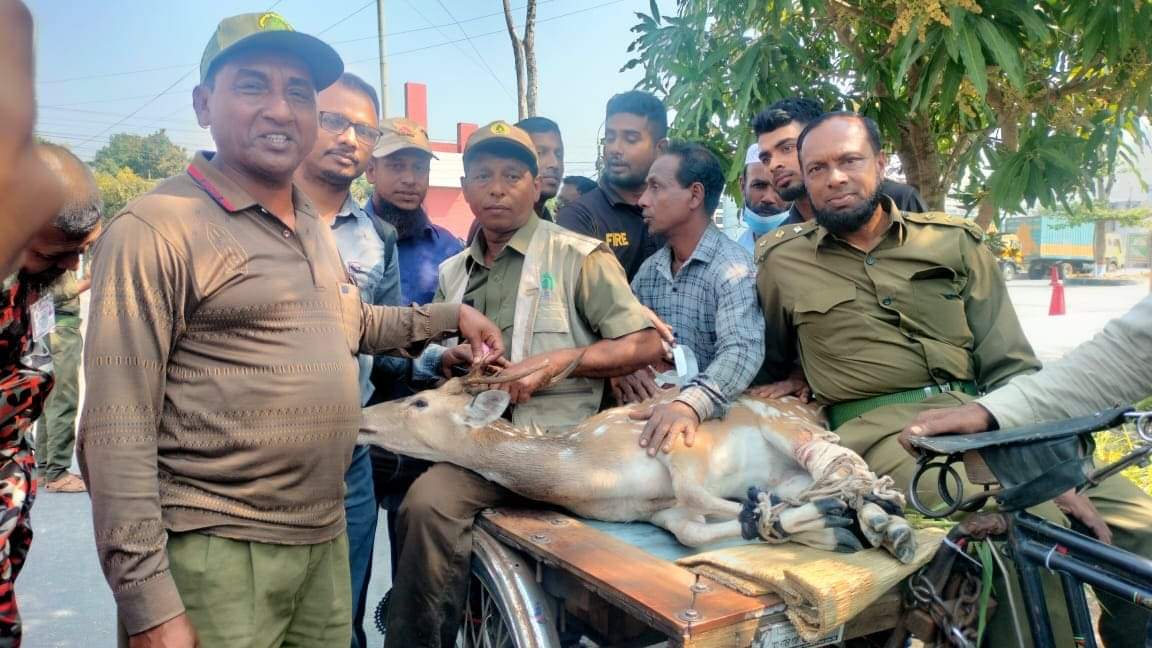 মোংলার শিল্পাঞ্চল থেকে চিত্রা হরিণ উদ্ধার