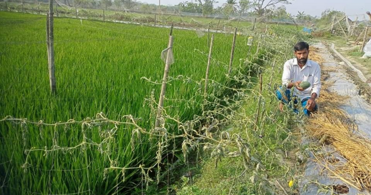 মোড়েলগঞ্জে কৃষকের তরমুজ ও শশা গাছ উপড়ে ফেলেছে দুর্বৃত্তরা