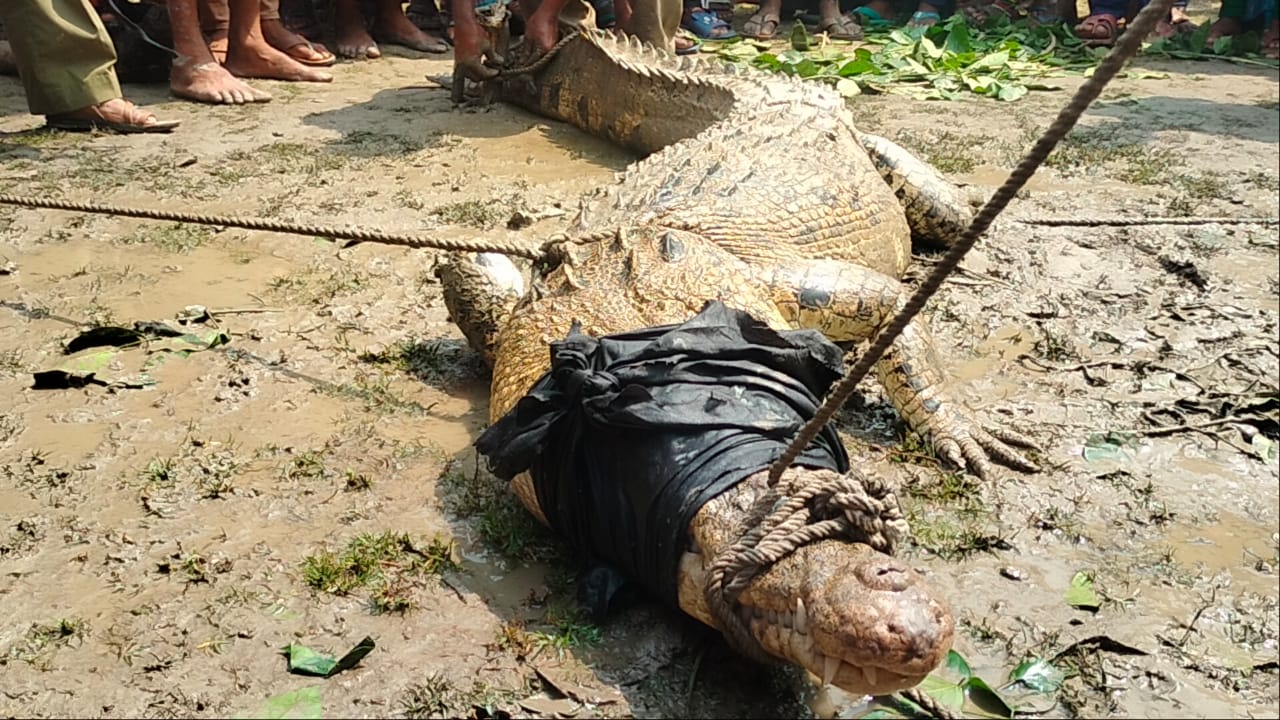 বাগেরহাটে গ্রাম থেকে লোনা পানির কুমির উদ্ধার
