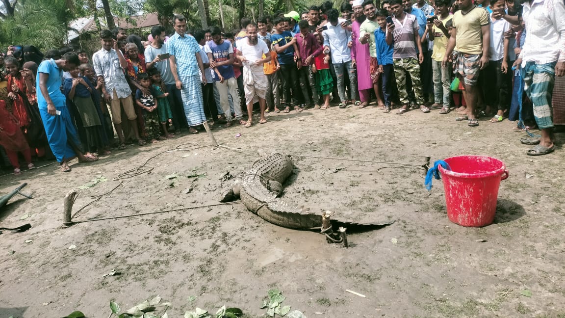 বাগেরহাটর গ্রাম থেকে লোনা পানির কুমির উদ্ধার