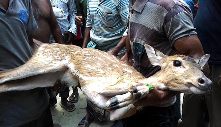 শরণখোলার লোকালয় থেকে হরিণ উদ্ধার: বনে অবমুক্ত