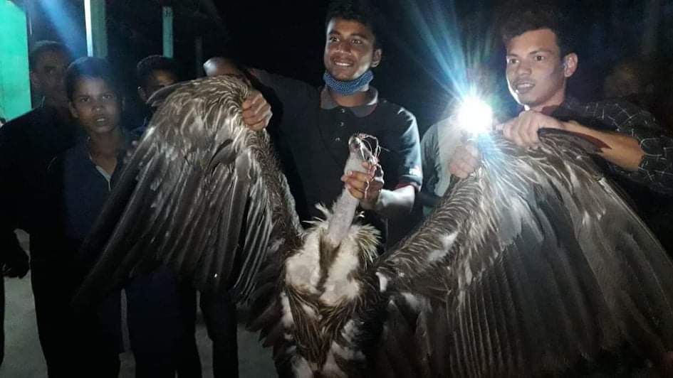 ঠাকুরগাঁওয়ে বিলুপ্ত প্রজাতির শকুন উদ্ধার