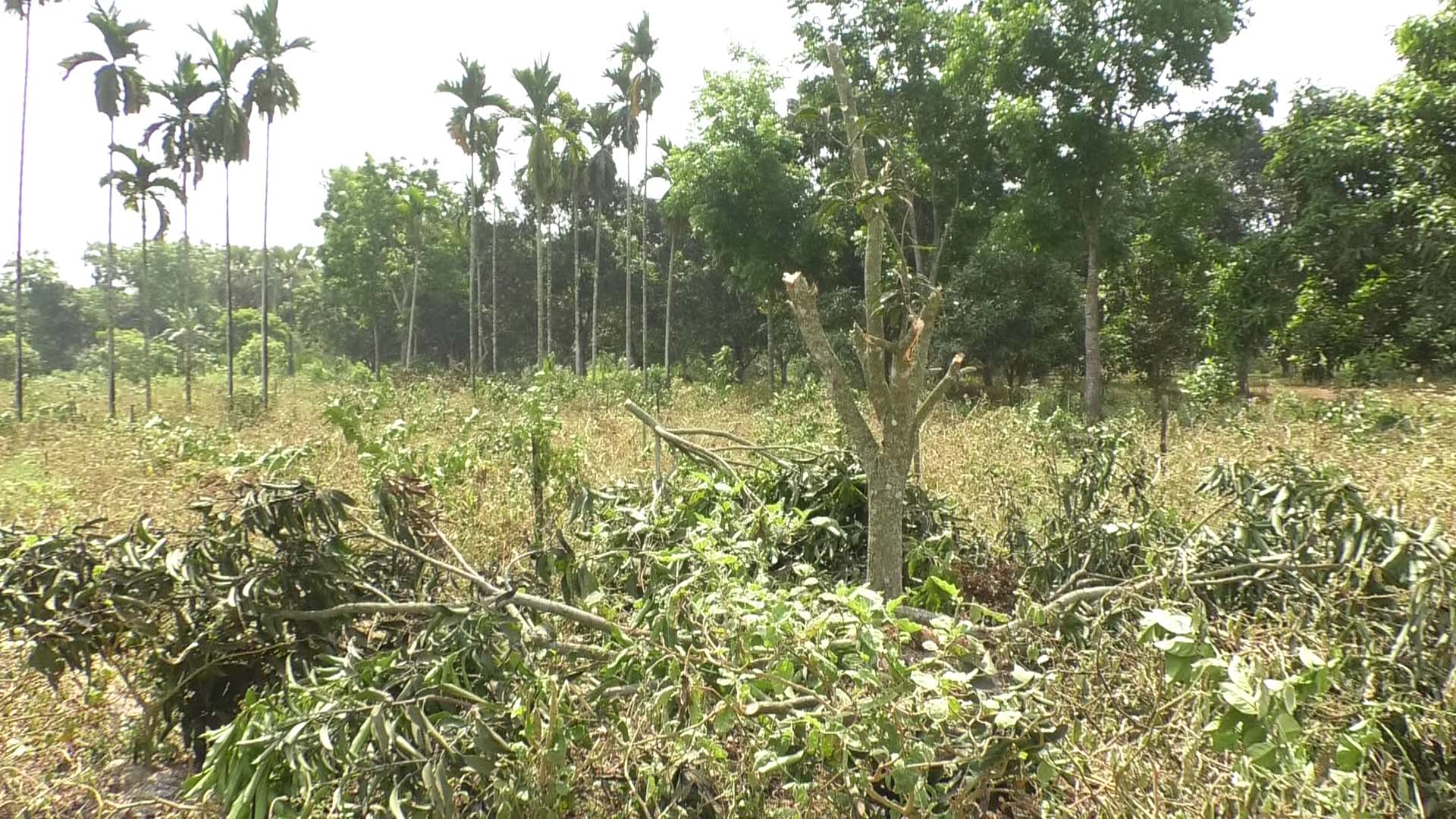 নাটোরে রাতের আঁধারে বাগানের গাছ ও ফসল কেটে বিনষ্ট