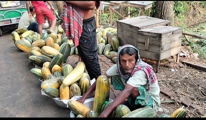 কোটালীপাড়ায় পচে গলে যাচ্ছে বাঙ্গি তরমুজ, বিপাকে কৃষকরা