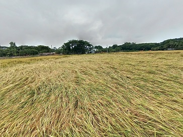 গোপালগঞ্জে ধান কাটার শ্রমিক সংকট, বিপাকে কৃষক