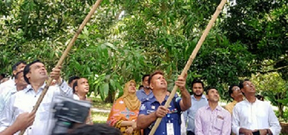 নাটোরে আনুষ্ঠানিকভাবে গাছ থেকে সংগ্রহ অভিযানের উদ্বোধন