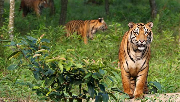 সুন্দরবনের বাঘের আক্রমণে মৌয়াল নিহত