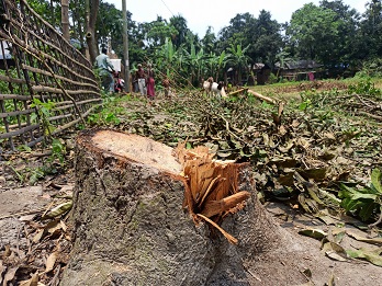 গ্রামপুলিশ আর ইউপি সদস্যের বিরুদ্ধে শতাধিক গাছ কেটে নেয়ার অভিযোগ