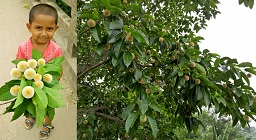 গোপালগঞ্জে হারিয়ে যাচ্ছে বর্ষার কদম ফুল