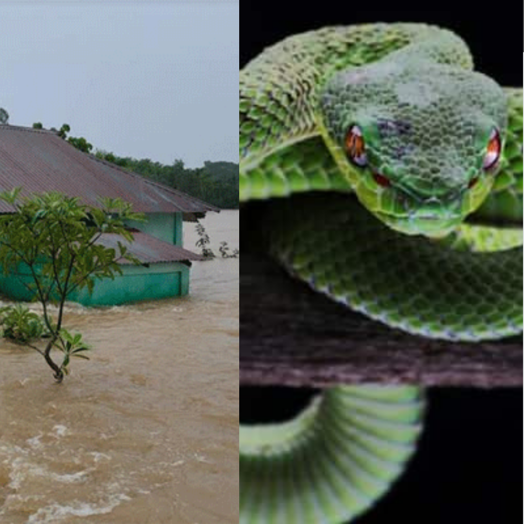 বন্যায় সাপের উপদ্রব থেকে রক্ষা পাবেন যেভাবে