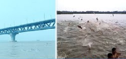 নবযুগে শরীয়তপুরের মৎস্য খামারিরা, একঘণ্টায় রাজধানীতে মাছ