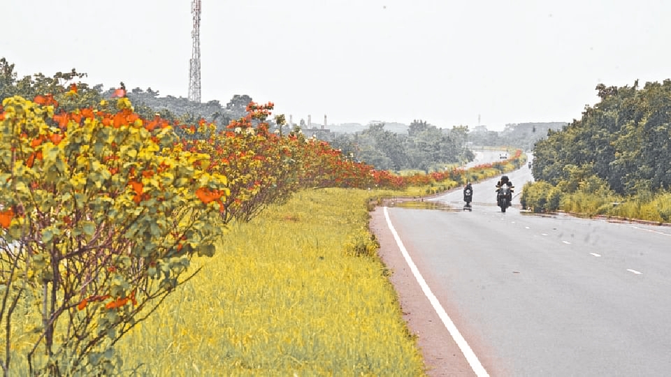 মনোরম সুন্দর্যে মুগ্ধতা ছড়াচ্ছে  দুই লক্ষাধিক গাছ:পদ্মা সেতু