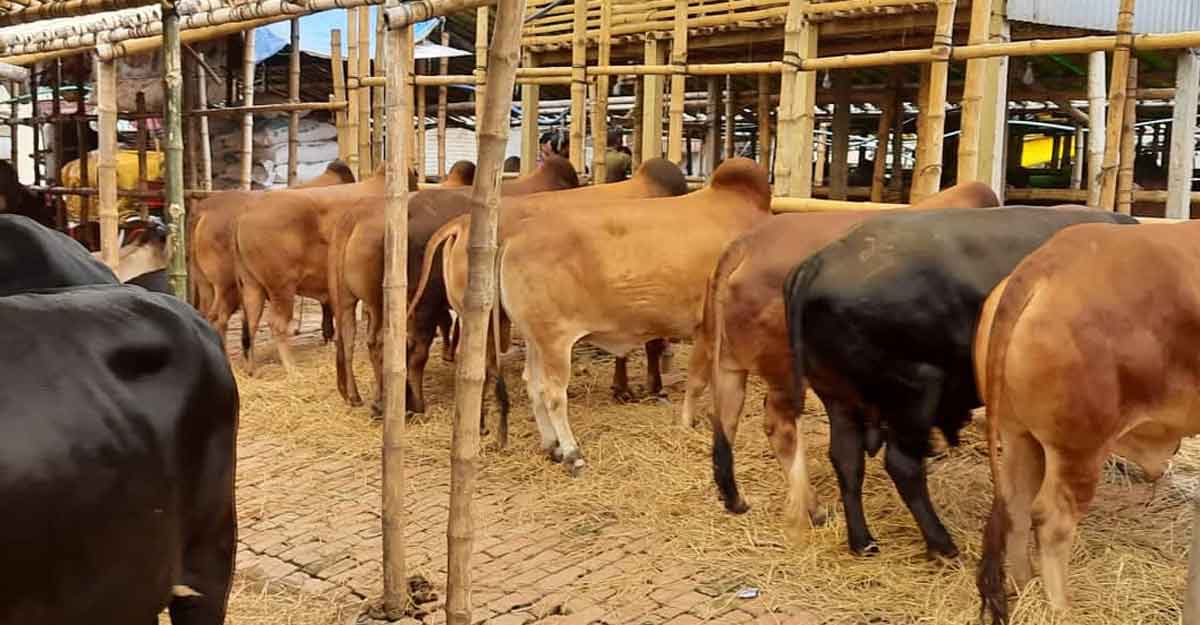 সড়ক-মহাসড়কে পশুর হাট বসানো যাবে না