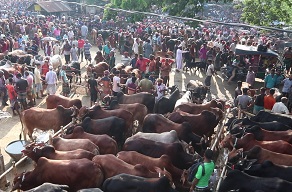 নোয়াখালীতে কোরবানির জন্য প্রস্তুত লক্ষাধিক পশু