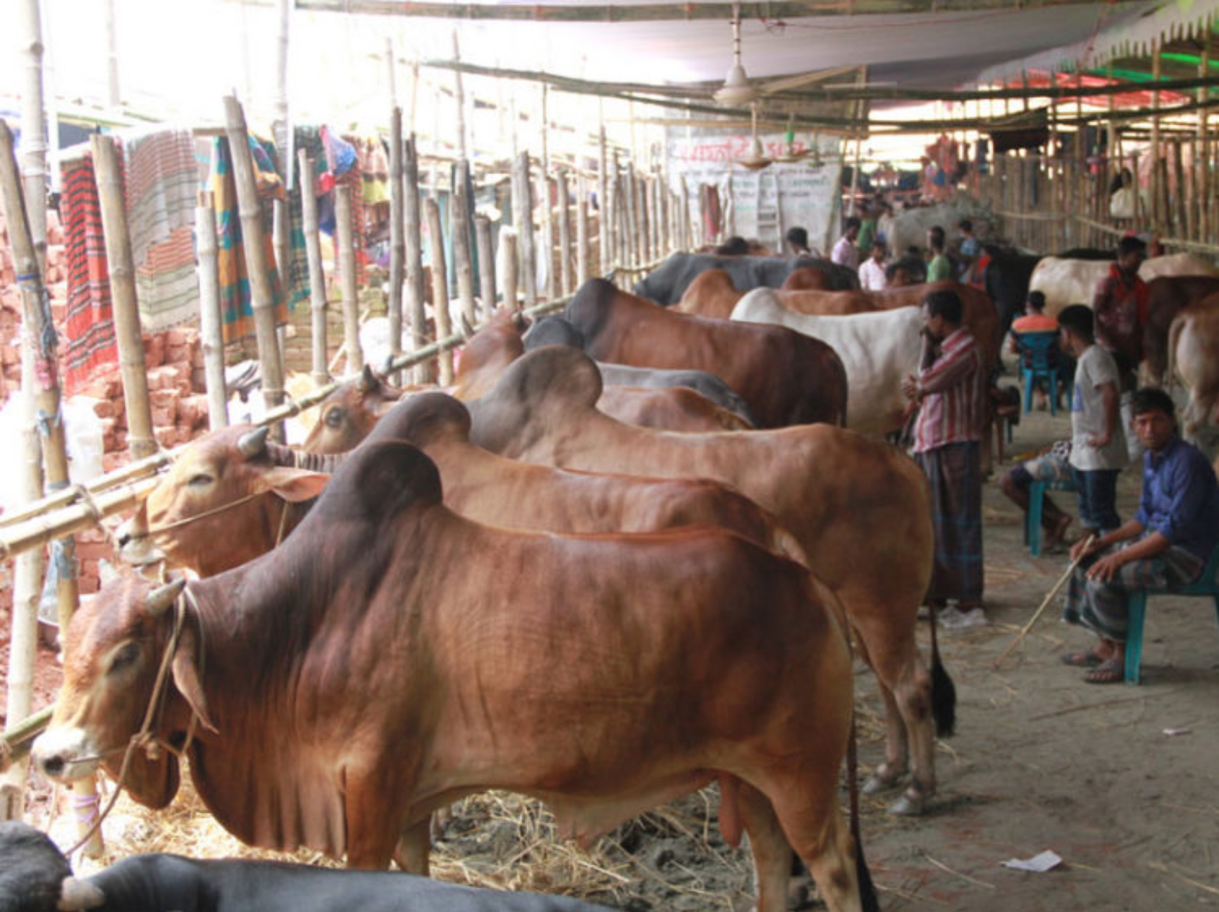 লক্ষ্মীপুরে হাটে গরু আছে ক্রেতা নেই!